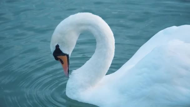 蓝色水面上的美丽天鹅 — 图库视频影像