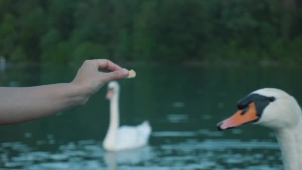 Woman Feeding Wild Swans Blue Lake — Stock Video