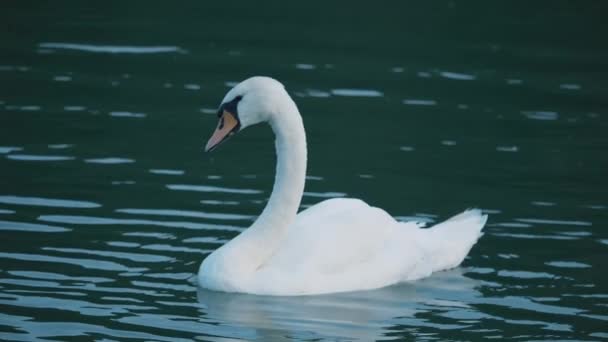 Hermoso Cisne Una Superficie Azul Agua — Vídeo de stock