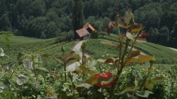 Camino Forma Corazón Eslovenia Buen Lugar Para Celebrar Día San — Vídeo de stock