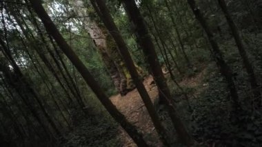 Ormanda büyük gövdesi olan büyük bir ağaç. Doğaya olan sevgim. Hareket eden kamera.