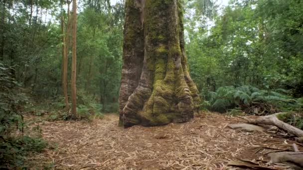 Μεγάλο Δέντρο Πολύ Μεγάλο Κορμό Στο Δάσος Αγάπη Για Φύση — Αρχείο Βίντεο