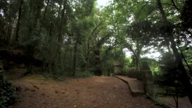 Güzel doğal manzara, ormanın saf yeşil rengi.