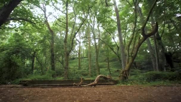 Vacker Natur Den Rena Gröna Färgen Skogen — Stockvideo