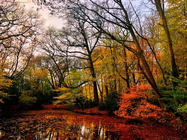 Wald Herbst Holland Nederlands — Stockfoto