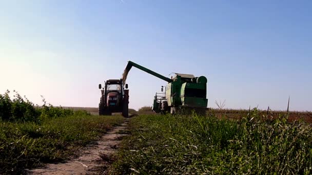 联合收割机卸大豆在拖拉机拖车上提起 — 图库视频影像