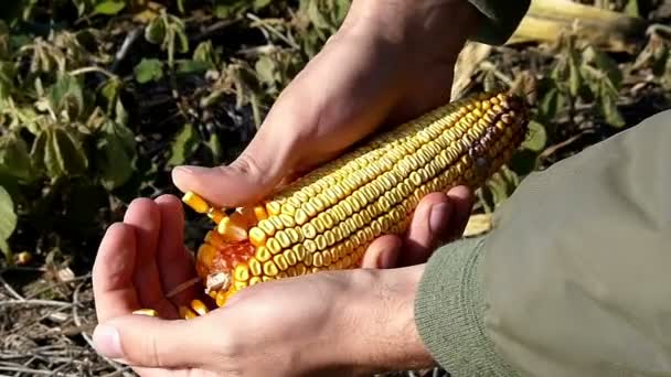 年轻的农夫摇摇欲坠的玉米穗 — 图库视频影像