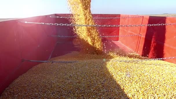 Náplň přívěs s kukuřicí — Stock video