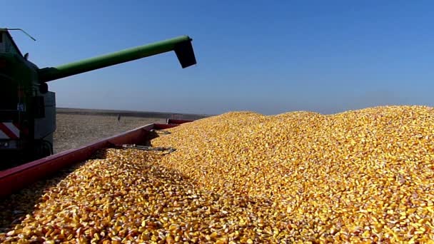 Combine colheitadeira descarregamento de milho para reboque — Vídeo de Stock