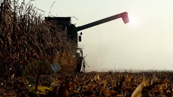 Moissonneuse-batteuse travaillant dans le champ de maïs 