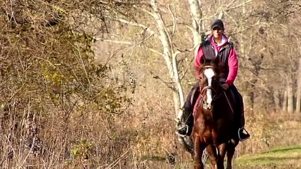 Молодая женщина верхом на лошади в лесу . — стоковое видео