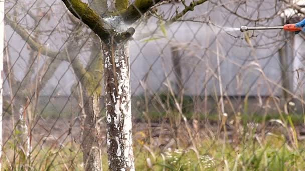 Protección de árboles frutales mediante pulverización con cal de cobre . — Vídeos de Stock