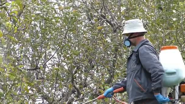 Tuinman spuiten met koper voor bescherming van fruitbomen — Stockvideo