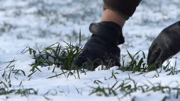 Control de los agricultores del trigo joven bajo la nieve . — Vídeos de Stock