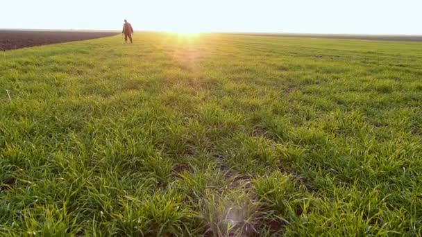 Landwirt kontrolliert Getreidefelder im Frühwinter. — Stockvideo