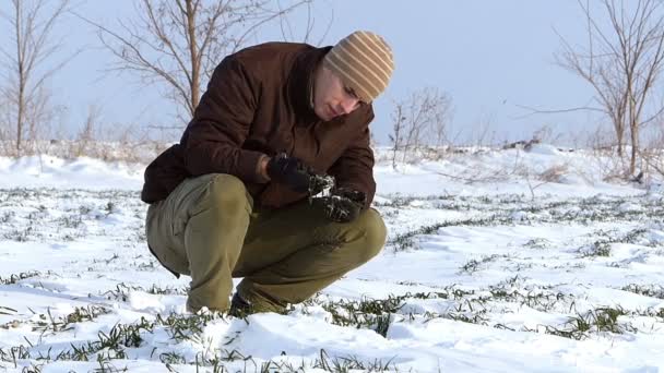 Young farmer checking on wheat — Stock Video