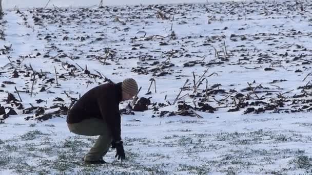 Young farmer checking on wheat — Stock Video