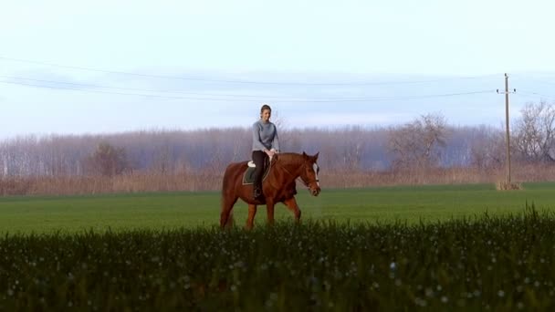 Jovem feliz montando um cavalo no trigo — Vídeo de Stock