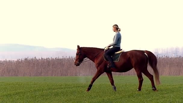 Happy young girl riding a horse on the wheat — Stock Video