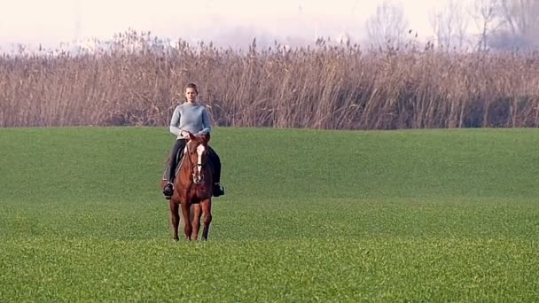 Happy young girl riding a horse on the wheat — Stock Video