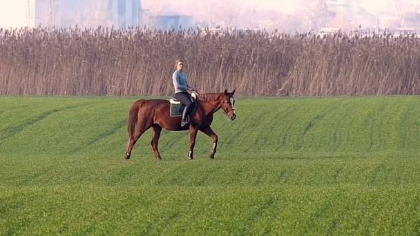 Happy young girl riding a horse on the wheat — Stock Video