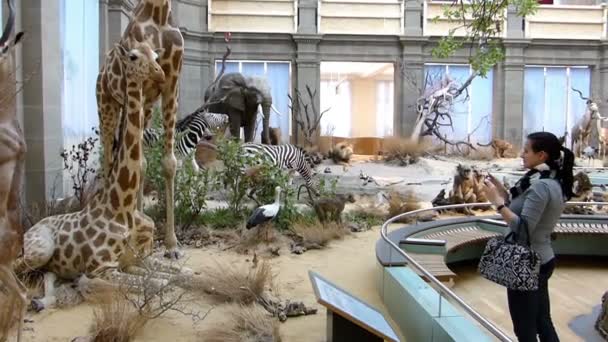 Woman taking photos in zoological museum. — Stock Video