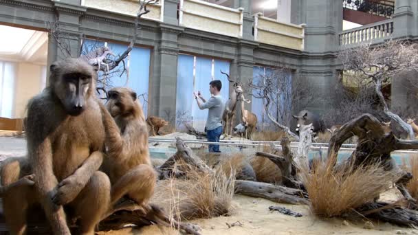 Nastolatek robienie zdjęć w muzeum zoologiczne. — Wideo stockowe