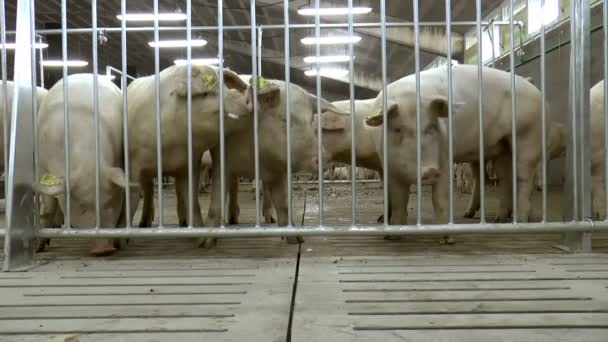 Granja de porcinos reproductores . — Vídeo de stock