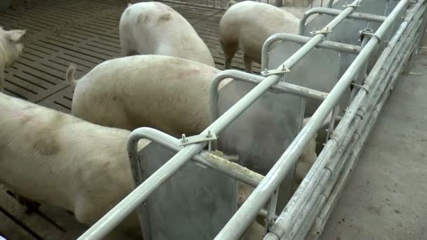 Ферма для разведения свиней . — стоковое видео