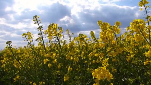 Rapeseed field in a sunny  day — Stock Video