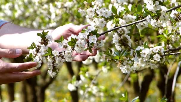 Gardener looking for  cherry orchard blooming — Stock Video