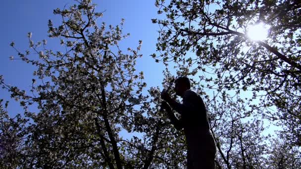 Jardinero buscando un huerto de cerezos floreciendo — Vídeo de stock