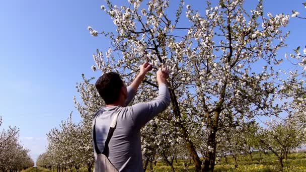 Gardener looking for  cherry orchard blooming — Stock Video