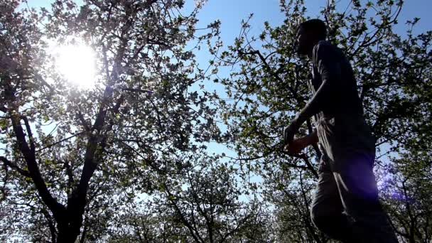 Jardineiro procurando pomar cereja florescendo — Vídeo de Stock