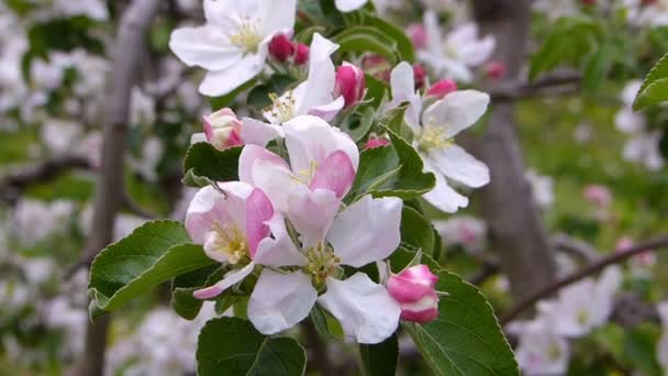 Huerto de manzanas floreciendo . — Vídeos de Stock