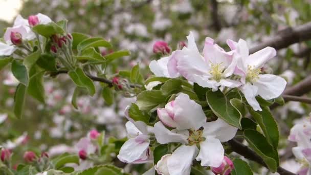 Цветущий яблоневый сад . — стоковое видео