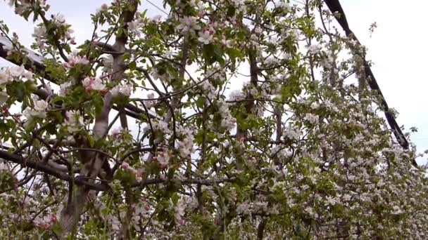 Яблуневий сад, цвітіння . — стокове відео