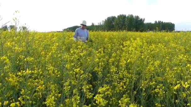 Senior farmer in rapeseed field — Stock Video