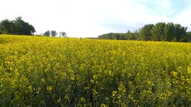 Repce field vezető mezőgazdasági termelő — Stock videók