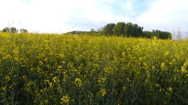 Fermier âgé dans un champ de colza 