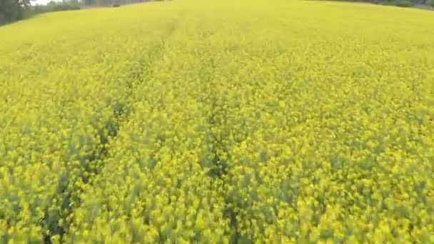 Champ de floraison de colza jaune — Video