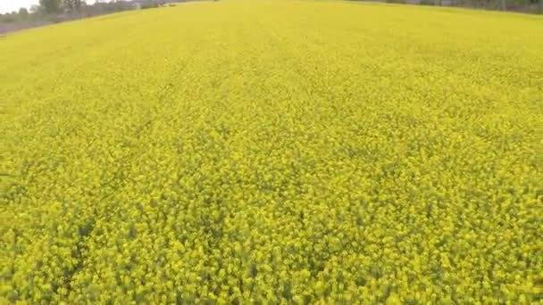 Campo florescente de colza amarela — Vídeo de Stock