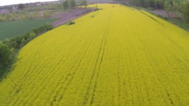 Sarı kolza tohumu çiçek açan alan