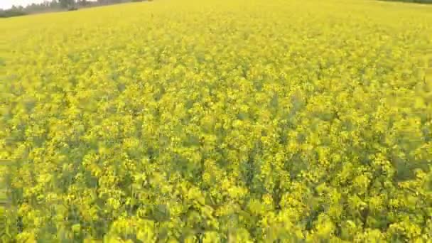 Champ de floraison de colza jaune — Video