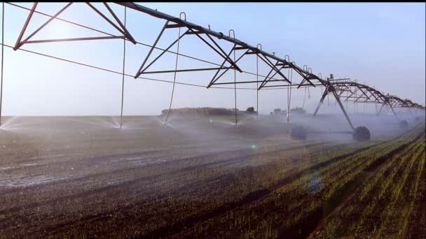 Campo agrícola Irrigação . — Vídeo de Stock