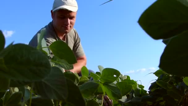 Jonge landbouwer in soja veld. — Stockvideo