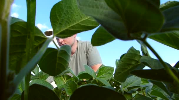 Jovem agricultor no campo da soja . — Vídeo de Stock