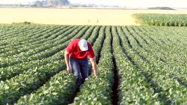 Jonge landbouwer in soja veld. — Stockvideo