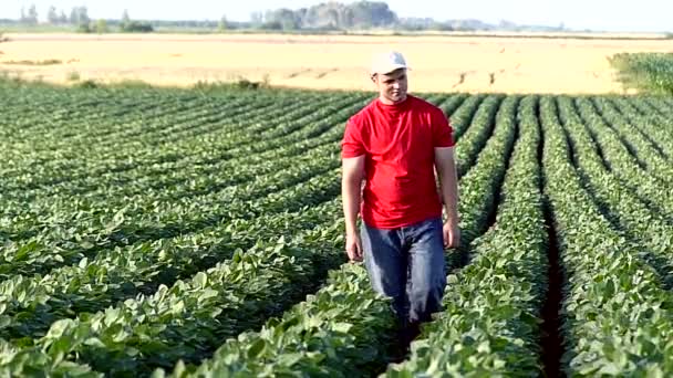 Unga jordbrukare i sojabönor fält. — Stockvideo
