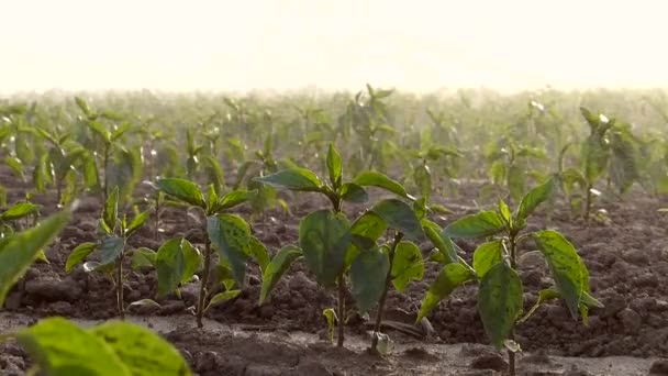 Irrigation du champ de paprika — Video